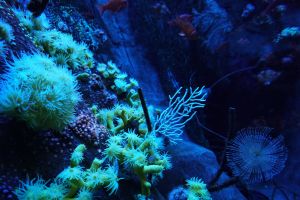 Acuario de Sevilla 27