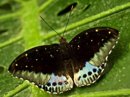 Mariposario de Benalmádena 1