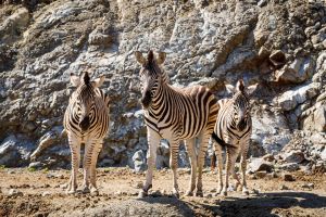 Selwo Aventura Estepona 8