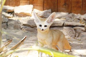 Oasis Wildlife Fuerteventura 10