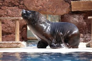 Oasis Wildlife Fuerteventura 15