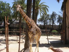 Zoobotánico Jeréz 1