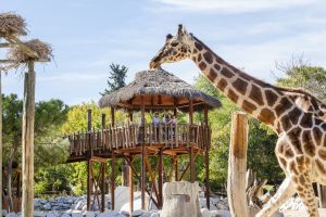 Zoo Aquarium de Madrid 6