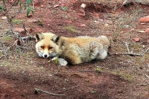 La Maleza Parque de Fauna 12