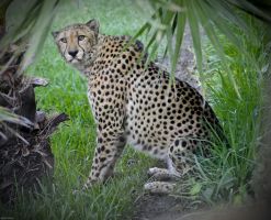 Selwo Aventura Estepona 13