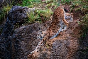 Parque de Cabárceno 15