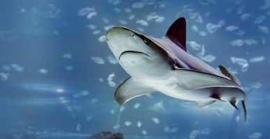 Atlantis Aquarium de Madrid 14