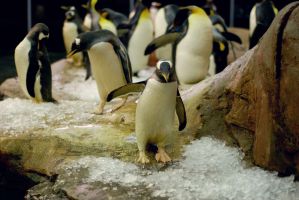 Selwo Marina Benalmádena 4