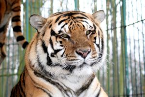 Safari Zoo Mallorca 2