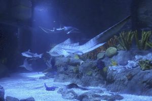 Sea Life Benalmadena 4