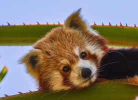 Selwo Aventura Estepona 24