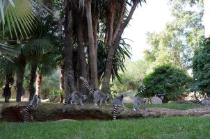 Bioparc Fuengirola 8