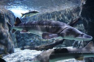 Acuario de Sevilla 25