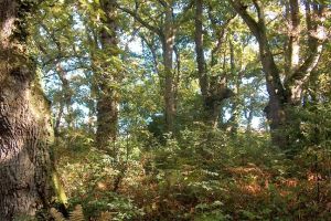 Jardín Botánico Atlántico 2