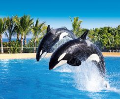 Loro Parque 16