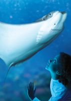 Sea Life Benalmadena 9