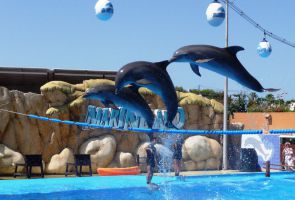 Marineland Mallorca 1