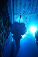 Acuario de Sevilla 10