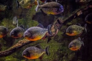 Acuario de Zaragoza 9