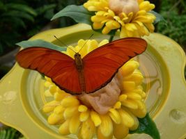 Mariposario de Benalmádena 12