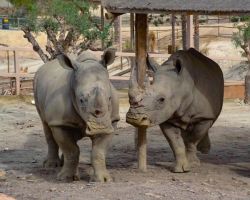 Oasys Parque Temático - Mini Hollywood 14