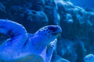 Acuario de Sevilla 2