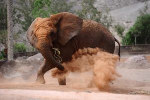Oasis Wildlife Fuerteventura 9
