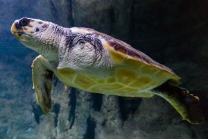 Aquarium Costa de Almería en Roquetas de Mar 2