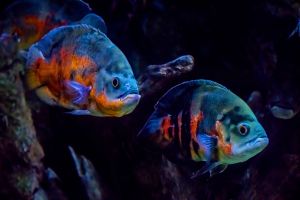 Acuario de Zaragoza 11