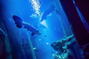 Acuario de Zaragoza 23