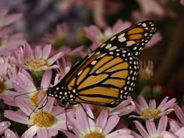 Mariposario de Benalmádena 11
